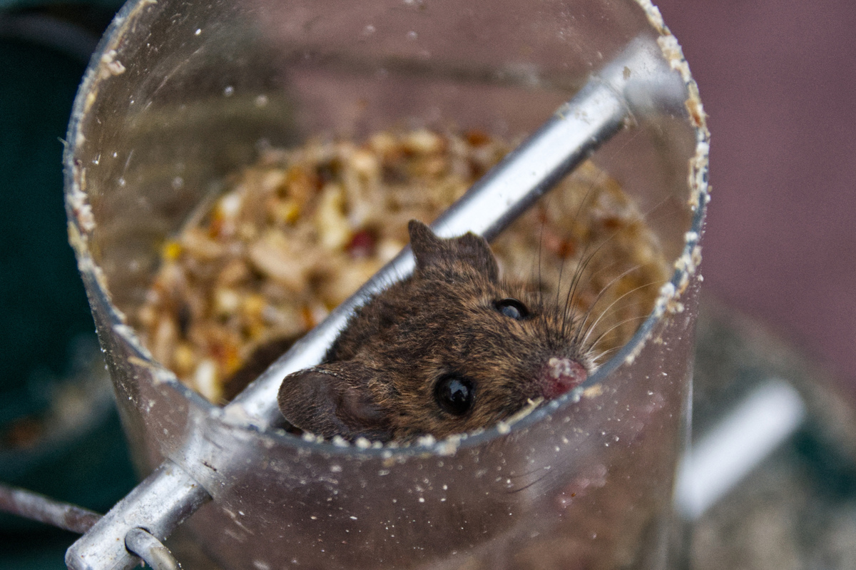 5th - Mouse in Bird Feeder - Bill Ferguson